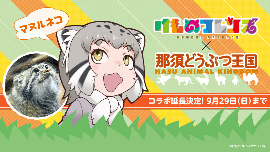 那須どうぶつ王国と けものフレンズ コラボ企画 マヌルネコ の赤ちゃん誕生祭として開催 好評につき コラボ延長が決定いたしました まろに えーる公式サイト とちテレアニメ